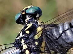 Austroepigomphus praeruptus