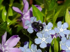 Osmia lignaria propinqua