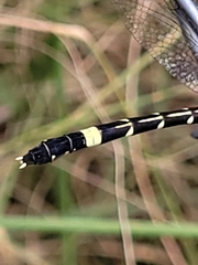 Austroepigomphus praeruptus