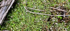 Selaginella cinerascens