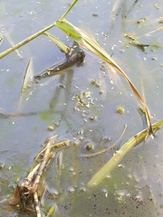 Lemna aequinoctialis