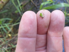 Lemna aequinoctialis