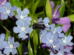 Osmia lignaria propinqua
