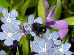 Osmia lignaria propinqua