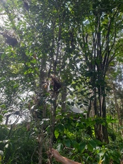 Glochidion ferdinandi