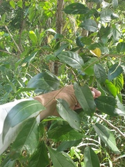 Glochidion ferdinandi