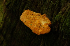 Piptoporus australiensis