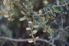 Ceanothus crassifolius