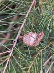 Hakea sericea