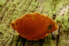 Piptoporus australiensis