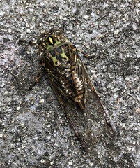Amphipsalta