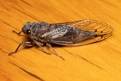 Gelidea torrida