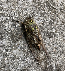 Amphipsalta