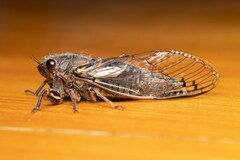 Gelidea torrida