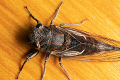 Gelidea torrida