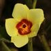 Yellow Hibiscus - Photo (c) Himanshu Pandav, some rights reserved (CC BY-NC), uploaded by Himanshu Pandav