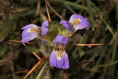 Hygrophila auriculata