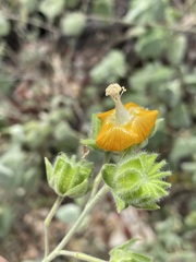 Abutilon auritum