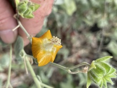 Abutilon auritum