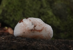 Gloeoporus phlebophorus