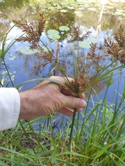 Cyperus exaltatus