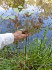 Cyperus exaltatus