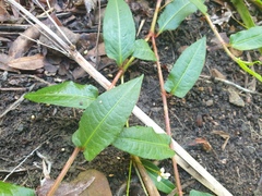 Persicaria strigosa