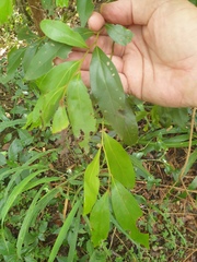 Cryptocarya triplinervis pubens