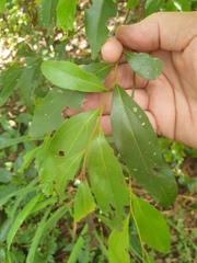 Cryptocarya triplinervis pubens