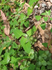 Chenopodium robertianum