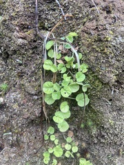 Dichondra repens