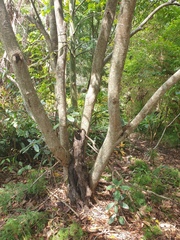 Elaeocarpus obovatus