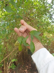 Elaeocarpus obovatus