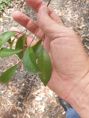 Elaeocarpus obovatus