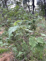 Abutilon micropetalum