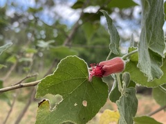 Abutilon micropetalum