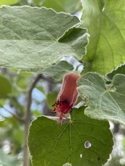 Abutilon micropetalum