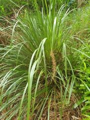 Lomandra hystrix