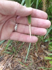 Lomandra hystrix
