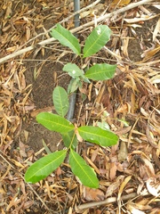 Cupaniopsis anacardioides