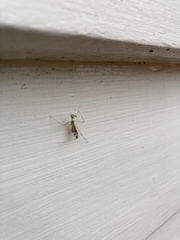 Stenolemus fraterculus