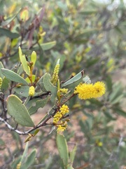 Acacia catenulata