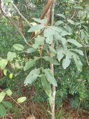 Flindersia australis