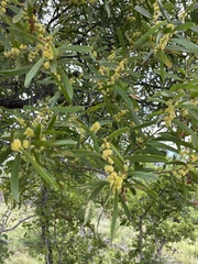 Acacia oswaldii