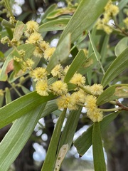 Acacia oswaldii