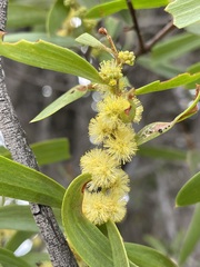 Acacia oswaldii