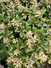 Brachyglottis elaeagnifolia