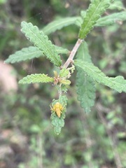 Acalypha eremorum