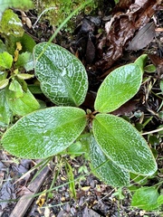 Brachyglottis elaeagnifolia
