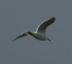 Larus glaucescens × occidentalis